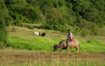 Kalaw